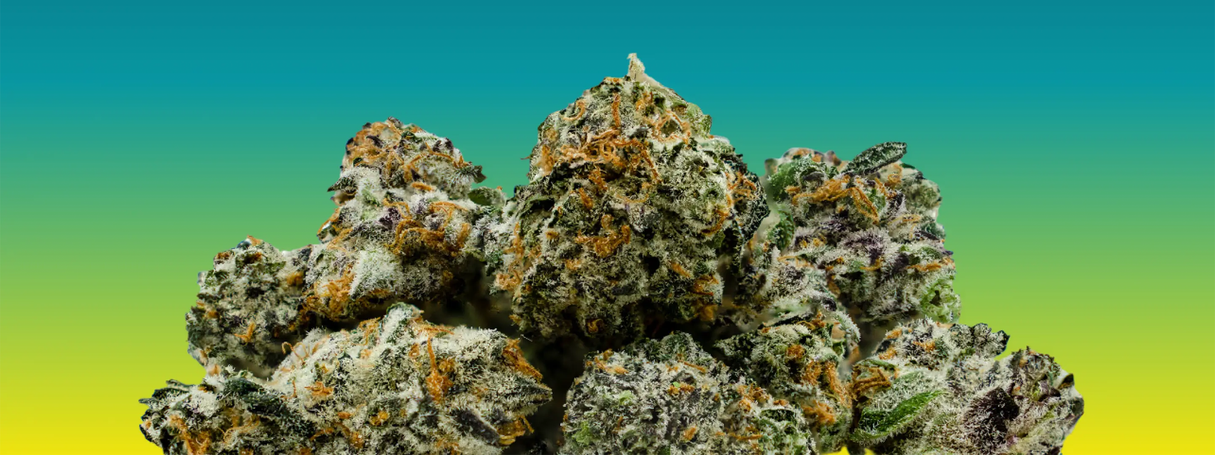 Seed Junky header
